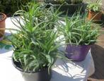 3 grote potten met vetplanten kamer planten p pot 9,00 euro, Minder dan 100 cm, Halfschaduw, Bloeiende kamerplant, Ophalen