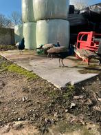 Pauwhanen, Dieren en Toebehoren, Mannelijk, Kip