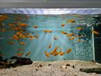Gouden molly, poecilia sphenops gold, Dieren en Toebehoren, Vissen | Aquariumvissen, Vis, Zoetwatervis