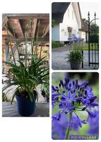 Agapanthus superB, Afrikaanse lelie, Tuin en Terras, Planten | Tuinplanten, Halfschaduw, Zomer, Ophalen of Verzenden, Overige soorten