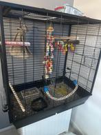Pirura, Dieren en Toebehoren, Parkiet