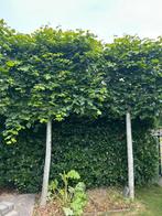 Leilindes 2 stuks, Tuin en Terras, Ophalen, Overige soorten