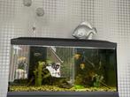 Compleet aquarium met toebehoren, Dieren en Toebehoren, Vissen | Aquaria en Toebehoren, Ophalen, Gebruikt, Gevuld zoetwateraquarium