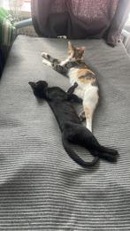 Lieve kater met moeder (inkl kattenbak), Dieren en Toebehoren, Katten en Kittens | Raskatten | Korthaar, Kater, Ontwormd