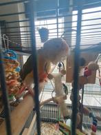 Pyrrhura, Dieren en Toebehoren, Vogels | Parkieten en Papegaaien