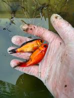 Gratis af te halen - Vijvervissen i.v.m. verwijderen vijver, Dieren en Toebehoren, Vissen | Vijvervissen, Goudvis(sen)