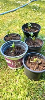 Maggieplant, lavas, 2,00 euro per plantje, Ophalen, Volle zon, Zomer, Groenteplanten