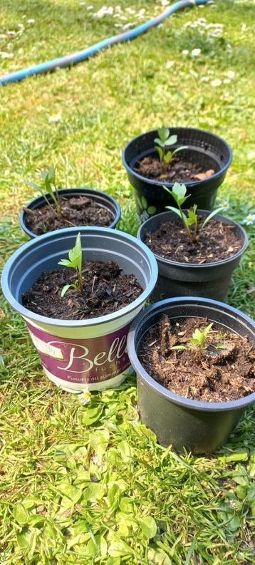 Maggieplant, lavas, 2,00 euro per plantje beschikbaar voor biedingen