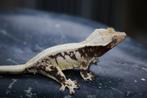 lilly white wimpergekko / crested gecko, Dieren en Toebehoren, Reptielen en Amfibieën
