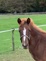 Mooi veulen en jaarling D-pony NRPS te koop, Dieren en Toebehoren, Pony's, Merrie, Gechipt, Dressuurpony, 0 tot 2 jaar