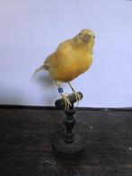 Opgezette vogel kanarie, Ophalen of Verzenden, Zo goed als nieuw, Vogel, Opgezet dier