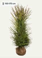 Taxus Baccata met kluit 150-175, Ophalen of Verzenden, Taxus, 100 tot 250 cm
