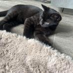 Brits korthaar kittens laatste 2, Dieren en Toebehoren, Katten en Kittens | Raskatten | Korthaar, Poes, Ontwormd