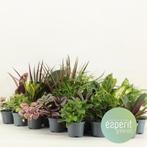 Groenmix Greenss - 24 stuks - Ø8,5cm - 10cm, Verzenden, Zomer, Volle zon