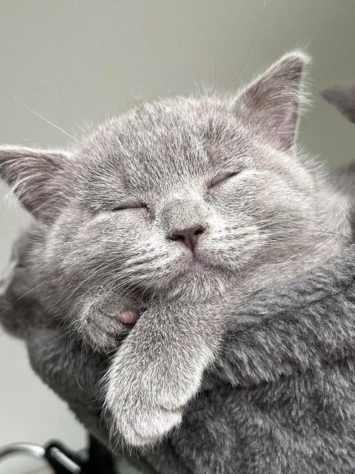 Kittens kruising Blauwe Britse Korthaar, Dieren en Toebehoren, Katten en Kittens | Raskatten | Korthaar, Meerdere dieren, 0 tot 2 jaar