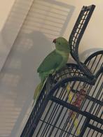 Halsbandpariekten te koop, Mannelijk, Parkiet