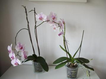 Orchidee Rose in Pot met Tak met Bloemen - per stuk beschikbaar voor biedingen