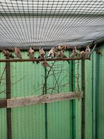 Majoor putters, Dieren en Toebehoren