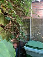 Trap, Doe-het-zelf en Verbouw, Ladders en Trappen, Ophalen, Gebruikt, Ladder, 2 tot 4 meter