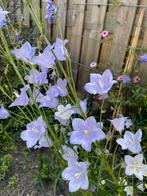 Prachtklokje, campanula persicifolia, wit en paars, Ophalen, Zomer, Overige soorten, Volle zon