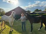 Mooie gezonde paard en pony te koop, Dieren en Toebehoren, Paarden, Gechipt, Niet van toepassing, 3 tot 6 jaar, 160 tot 165 cm