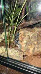 Vogelspin, dwergvogelspin, tarantula, d diamantinensis, Dieren en Toebehoren