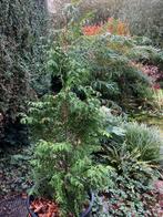 Jonge Thuja Zuilboom, Tuin en Terras, Bloeit niet, Halfschaduw, 100 tot 250 cm, Zuilboom