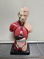 Anatomie anatomisch model 7 delig H28 cm, Antiek en Kunst, Ophalen of Verzenden
