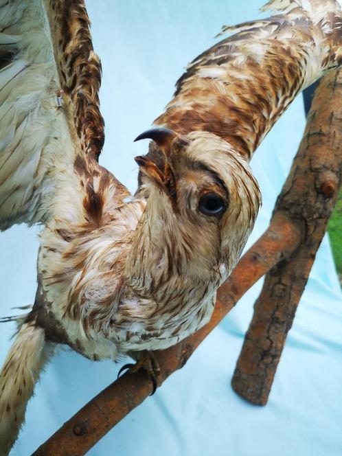 Taxidermie Opgezette Buizerd Buteo roofvogel brede vleugels, Verzamelen, Dierenverzamelingen, Zo goed als nieuw, Opgezet dier