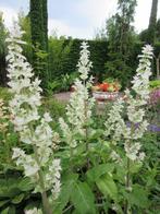 Tuinplant Salvia Sclarea Albiflora, Volle zon, Tweejarig, Zomer, Ophalen