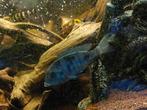 Mooie dolfijn chiclide Cyrtocara moorii, Dieren en Toebehoren, Vissen | Aquariumvissen, Vis, Zoetwatervis