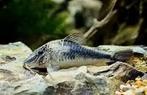 Corydora Fowlerii  - Zeer zeldzame Corydora - 7st., Dieren en Toebehoren, Vis