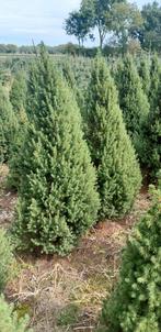 Picea Conica Kerstbomen - Verschillende Maten, Tuin en Terras, Ophalen