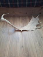 Damhert gewei, Verzamelen, Dierenverzamelingen, Ophalen of Verzenden, Zo goed als nieuw, Hert, Gewei of Kop