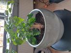 Poppenplant, Tuin en Terras, Ophalen of Verzenden, Zo goed als nieuw, Rond, Minder dan 30 cm