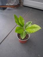 Citrusplant in kweek pot, Ophalen, Volle zon, Vaste plant, Fruitplanten
