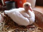 witte postduiven, Dieren en Toebehoren, Meerdere dieren, Postduif