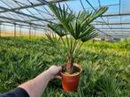 Partij palmbomen Trachycarpus wagnerianus grote aantallen, Tuin en Terras, Planten | Tuinplanten, Ophalen, Overige soorten, Volle zon