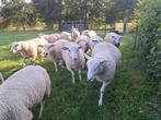 Swifter dekrammen, Dieren en Toebehoren, Schapen, Geiten en Varkens, Mannelijk, Schaap