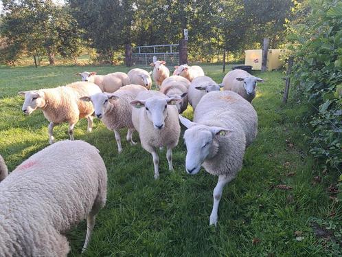 Swifter dekrammen, Dieren en Toebehoren, Schapen, Geiten en Varkens, Schaap, Mannelijk
