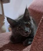 Lieve mooie stamboom maine coon kittens, Meerdere dieren, Met stamboom, 0 tot 2 jaar