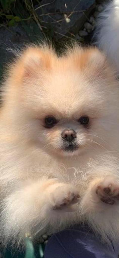 DEKREU 100% POMERIAAN FCI stamboom, Dieren en Toebehoren, Honden | Dekreuen, Reu, Particulier, Eén hond, Nederland, 3 tot 5 jaar