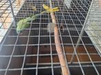 Grijskop  edel, Dieren en Toebehoren, Vogels | Parkieten en Papegaaien, Meerdere dieren, Parkiet