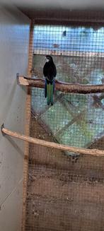 Rosella zwarte pop, Dieren en Toebehoren, Vogels | Parkieten en Papegaaien, Meerdere dieren, Parkiet, Geringd