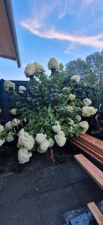 Hortensia, Overige soorten, 100 tot 250 cm, Zomer, Ophalen