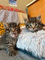 Kittens van 9 november, Meerdere dieren, Ontwormd, 0 tot 2 jaar