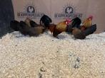 Jonge tamme Hollandse krielen Gesekst en Ingeënt, Dieren en Toebehoren, Pluimvee, Meerdere dieren, Kip
