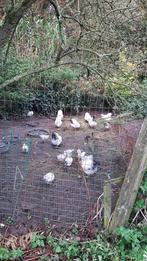 Broedeieren Columbia Wyandotte kriel te koop, Dieren en Toebehoren, Pluimvee, Geslacht onbekend, Kip