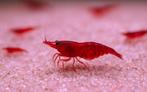 Prachtige Neocaridina Bloody Mary garnalen! kleurvast!, Kreeft, Krab of Garnaal, Zoetwatervis, Schoolvis