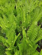 🪴 MOOIE GROTE TUINVAARNS VAARN VASTE PLANT TUINPLANT TERRAS, Ophalen, Vaste plant, Varens, Volle zon